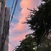 말랑이복숭아