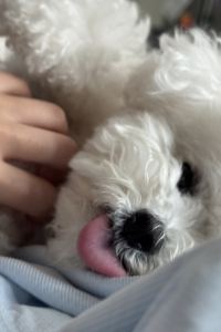 정물개