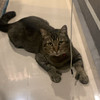 Zhofir