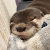 Otter Neil
