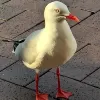 Avatar 1