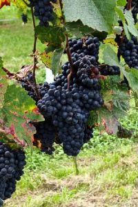 訪客 維也納中央車站星辰酒店優惠