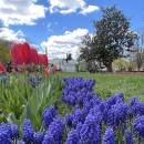 Nature.Flowers