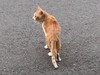 MeowTen