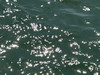桶小油