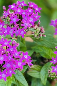 Kelly Oe 1號房客飯店-上野站優惠