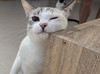 Meow Travel