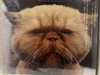 Jerry_Lu