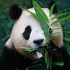 Ming Ming Yip