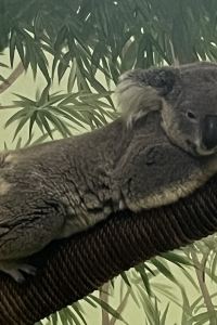 YFY@thai_japan 第五中天芭達雅飯店優惠