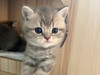 Meaw01