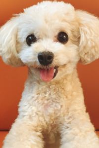 急に泊まり隊 ホテル法華クラブ広島 クーポン