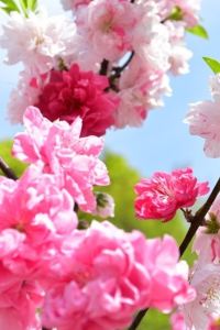 日向ぼっこ トリフィート ホテル＆ポッド 金沢百万石通 クーポン