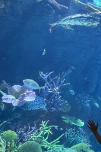 Momoko.J 羅德曼酒店優惠