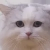 Avatar 1