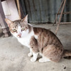 ลูกชิ้น