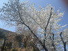 연두오치