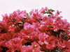 Eunice.lpl