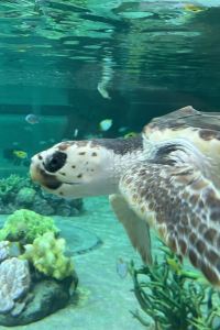 ラッキーラビット 日光湖畔旅館優惠