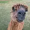 kaixin_cks