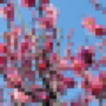 さくらんぼ⭐︎