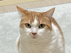 ねーーこ