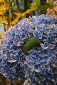 Carcartam 曼谷辛德霍恩凱賓斯基優惠