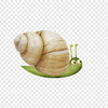 Little Snail