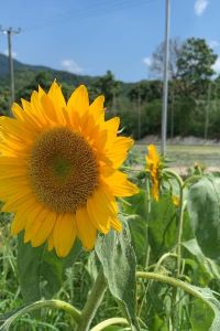 Curious Traveller 民宿 屋久島 クーポン