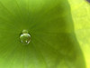 yutcha_lotus