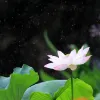 Avatar 1