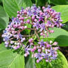 Litsea