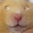 ㅎㅎㅅㅅㄹㄹ