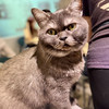 catbb