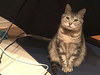 猫の大福