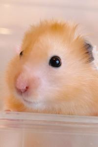 ゲスト 小谷流の里 ドギーズアイランド クーポン