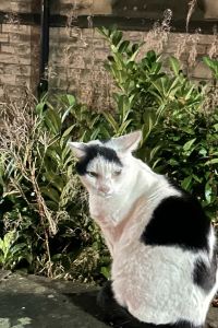 Bayan1990 伊比薩吐温斯酒店優惠