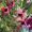 Petit flower