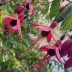 Petit flower