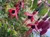 Petit flower