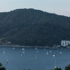 นกโบยบิน