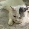 Avatar 3