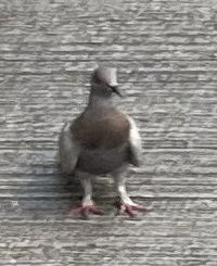 ぼんぷ 成田ゲートウェイホテル クーポン