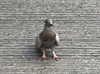 ぼんぷ