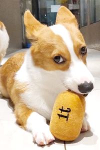 Sinsinsteph 博多1號綠色酒店優惠