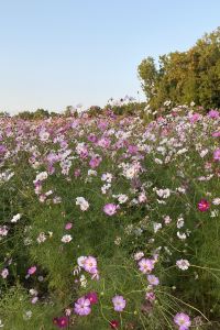 se6 曽根崎ラグゼホテル クーポン