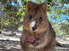 LoveQuokka