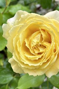 rikorose シェラトン・グランデ・オーシャンリゾート クーポン