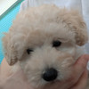 じえしか