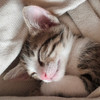 stray kitty